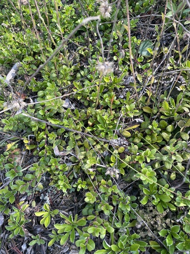 bearberry