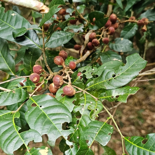 Foto de Cedro-branco