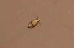 Cochylis caulocatax