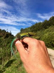 Sceloporus taeniocnemis