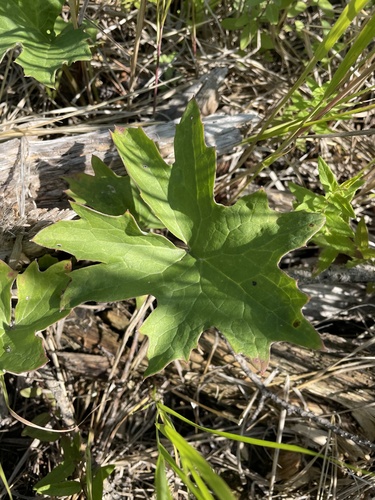 Arctic Butterbur