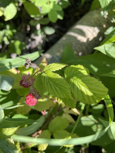 red raspberry
