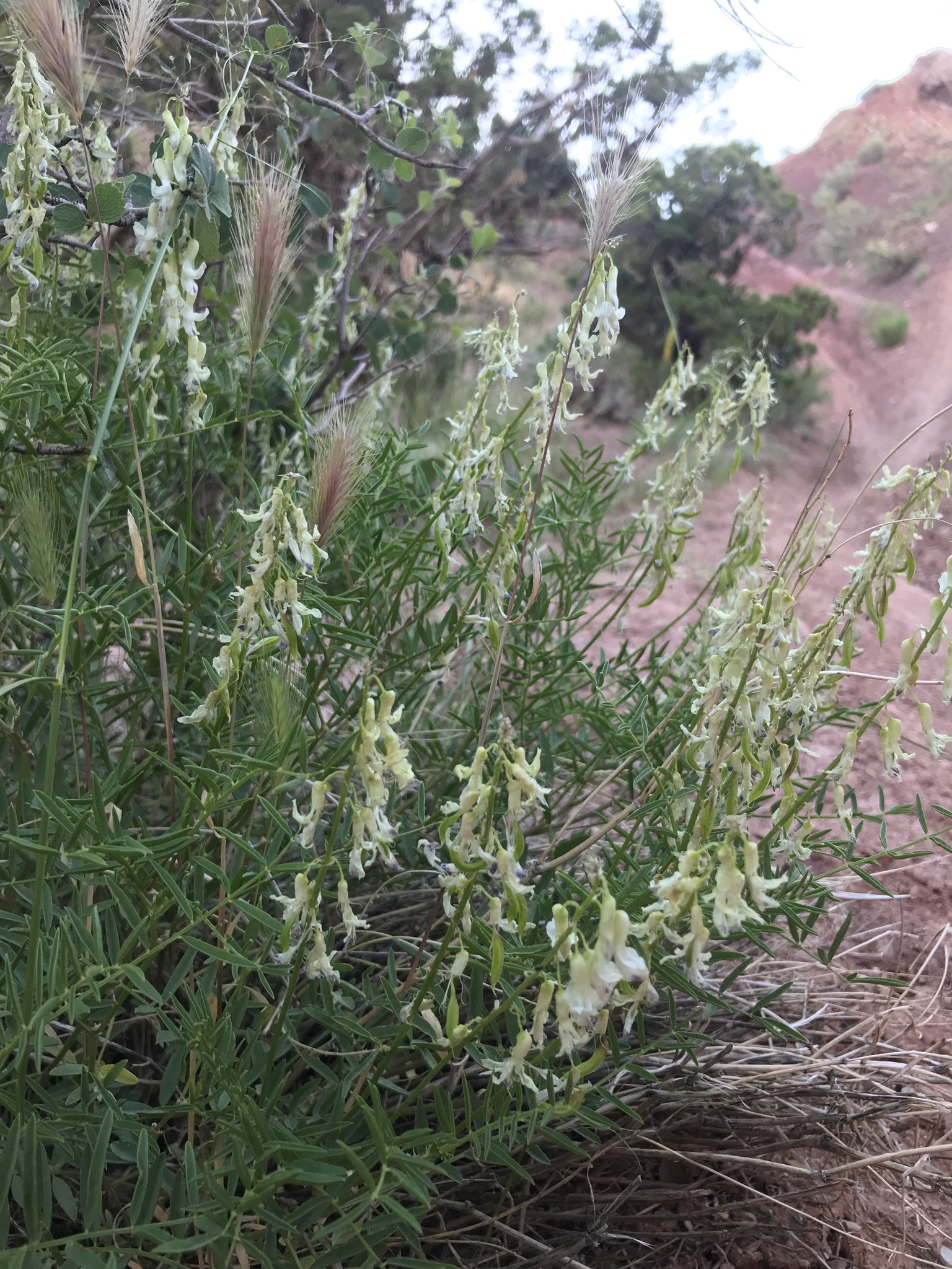 Astragalus bisulcatus var. haydenianus