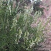 Astragalus bisulcatus haydenianus - Photo (c) Jackie Grant, μερικά δικαιώματα διατηρούνται (CC BY-NC-SA), uploaded by Jackie Grant