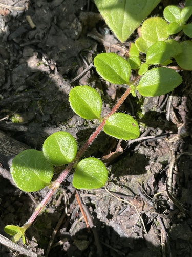 Twinflower
