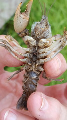 Fallicambarus houstonensis
