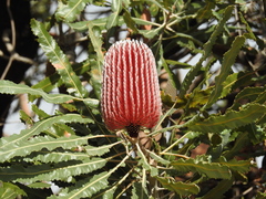 Banksia menziesii