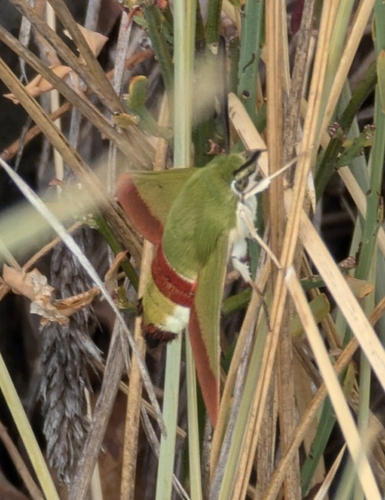 Olive Bee Hawkmoth