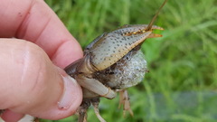Fallicambarus houstonensis