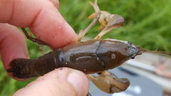Fallicambarus houstonensis