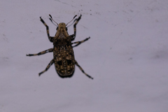 Euparius
