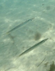 Pacific Barracuda photo 5