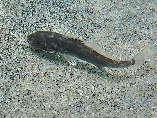 California corbina (Menticirrhus undulatus) — Sciaenidae — 4