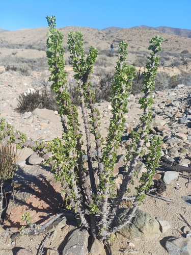 Image of Oxalis gigantea by (c) Álvaro Parra Valdivia, some rights reserved (CC BY)