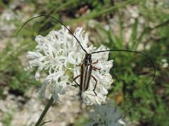 Sphaenothecus bilineatus