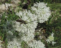 Sphaenothecus bilineatus