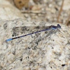 Argia munda