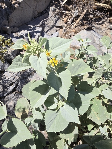 Image of Abutilon malacum by no rights reserved