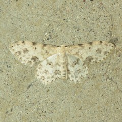 Scopula plantagenaria