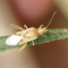 Harmostes angustatus