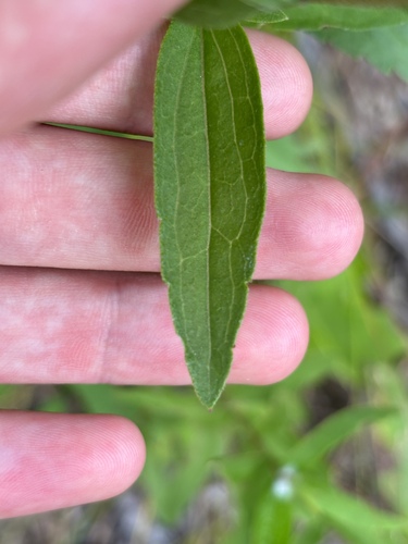 Image of Eupatorium subvenosum by (c) Frog The Kermit, some rights reserved (CC BY)