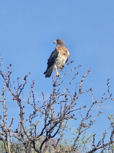 Swainson's Hawk photographed in New Mexico