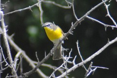 Icteria virens auricollis