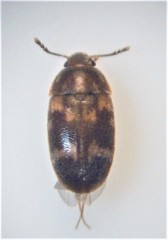 Litargus balteatus