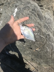 Hyperprosopon argenteum