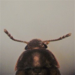 Litargus balteatus