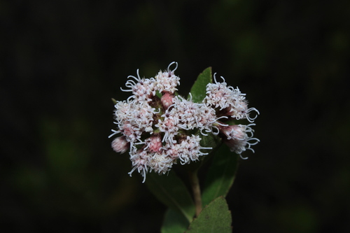Ageratina theifolia, 2024-08-04