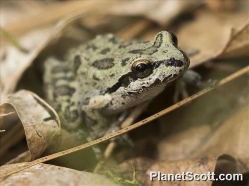 iNaturalist observation photo of Pacific chorus frog