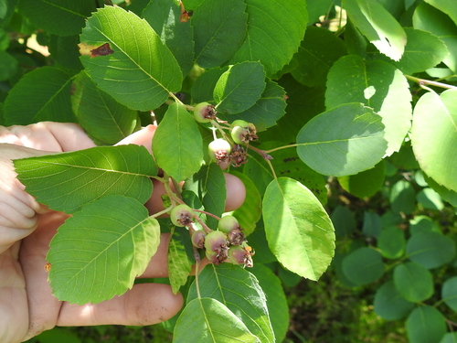 Saskatoon / Western Serviceberry