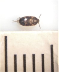 Litargus balteatus