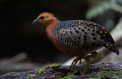 Ferruginous Partridge photo 2