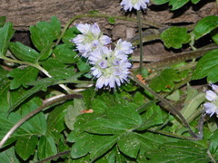Hydrophyllum occidentale