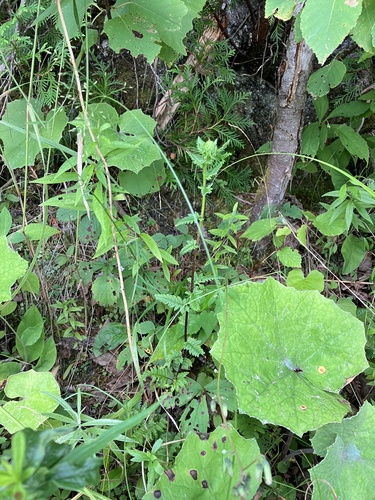 Image of Furbish's Lousewort (Pedicularis furbishiae) by no rights reserved