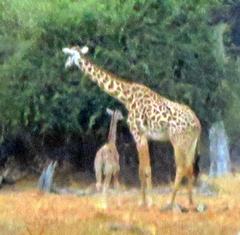 Giraffa camelopardalis thornicrofti