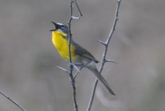 Icteria virens auricollis