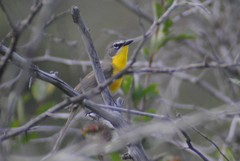 Icteria virens auricollis