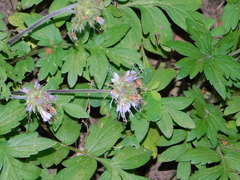 Hydrophyllum occidentale