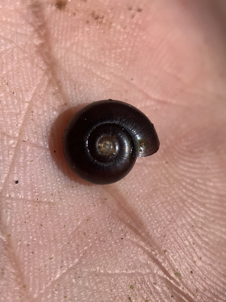 Zophos alticola
