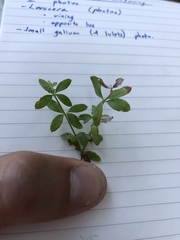 Galium muricatum