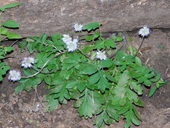 Hydrophyllum occidentale