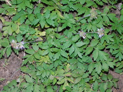 Hydrophyllum occidentale