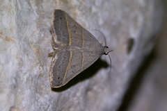 Hemeroplanis trilineosa