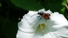 Stictoleptura cordigera