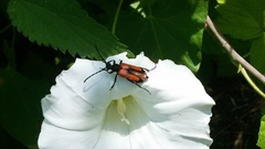 Stictoleptura cordigera