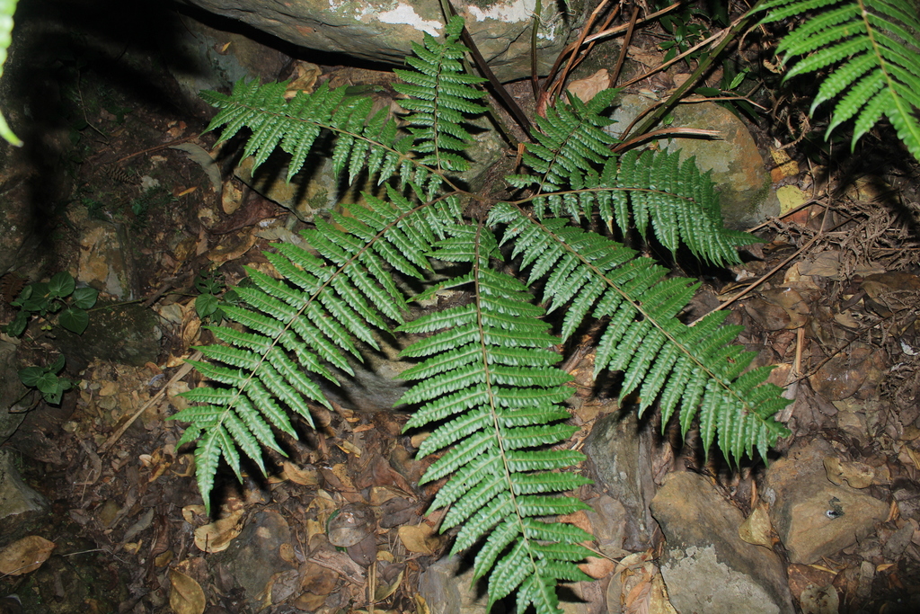 Pteris podophylla