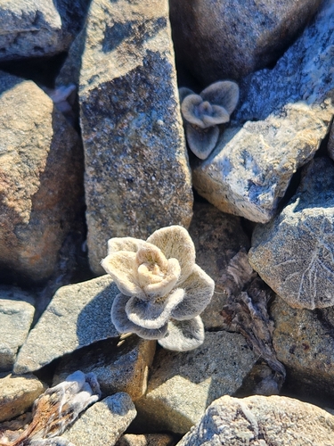 Image of Haastia Sinclairii (Haastia sinclairii) by no rights reserved